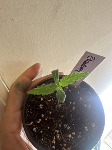 Ztrawberriez (Auto) 2026 - 1 — seedling_rooting, day 11