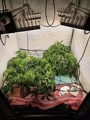 PITA — vegetative, day 47