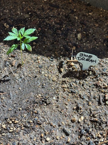 3 seeds  — vegetative, day 32