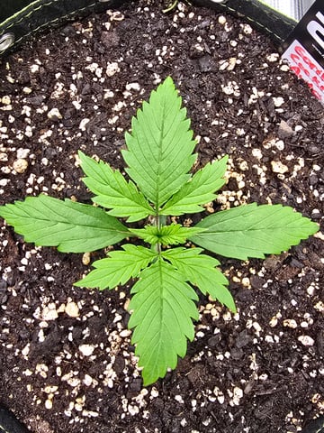 Gorilla Cookies auto  — vegetative, day 11