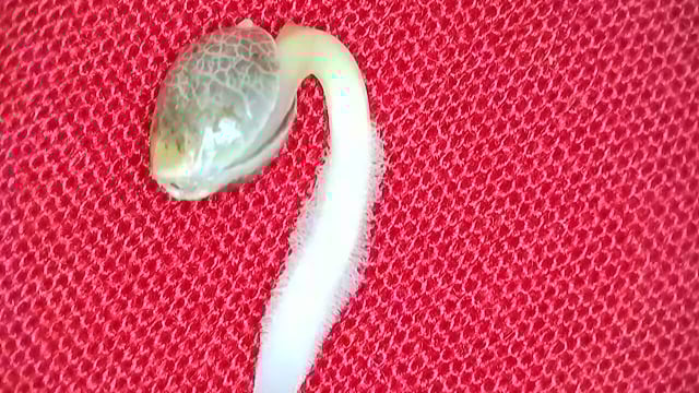 Girl Scout Cookies  — germination, day 4