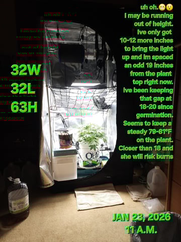 Dos Si Dos. Indica — vegetative, day 29