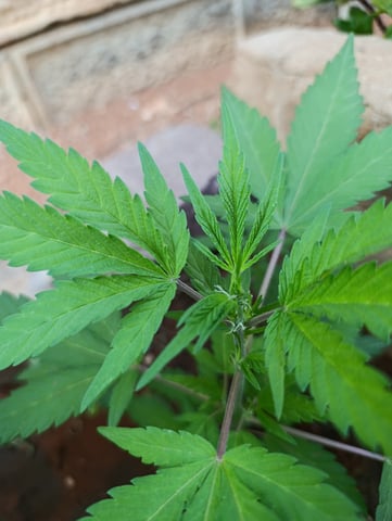 White Widow/Gorilla Glue — vegetative, day 25