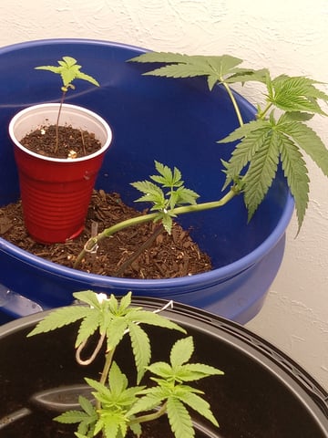 closet grow for veg with a.c infinity air intake fan .With no carbon filter just suction,and spider farmer sf 7000.Then a spider farmer sf tent 4×4×6.5with a G1500 l.e.d from spiderfarmer and spider farmer 6inch clip oscalating fan. — vegetative, day 1