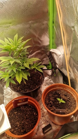 Sherbert Queen — grow_setup, day 7