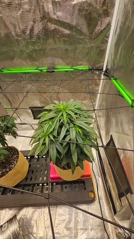 GT2 — vegetative, day 70