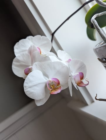 See what grows — vegetative, day 115