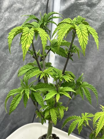 Humboldt Chicken N Wafflez — vegetative, day 37