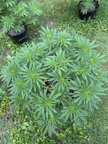 2026 Outdoor — vegetative, day 76