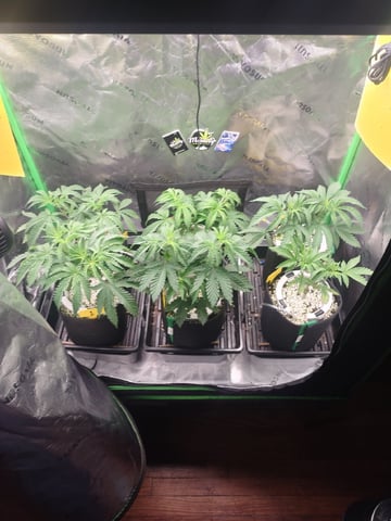 Mainely Genetics Micro Pheno Hunt — vegetative, day 35