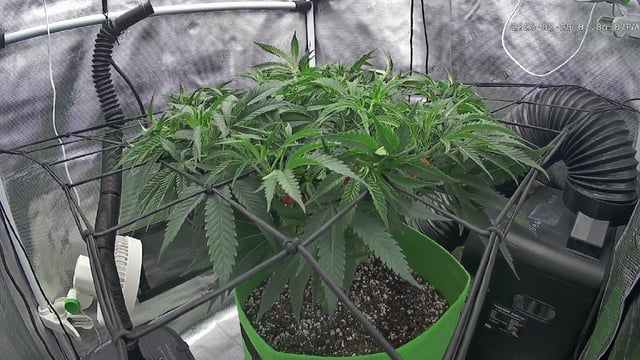 FastBuds Photo-Lemon Mandarin  — vegetative, day 74