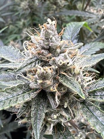 Good Genetix G-Line + Fat Bastard auto