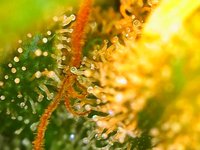 XJ-13 x Pennywise — flower, day 145