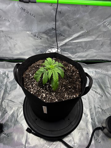 Fall 2025 Grow — vegetative, day 20