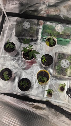 2x2x4 — grow_setup, day 25