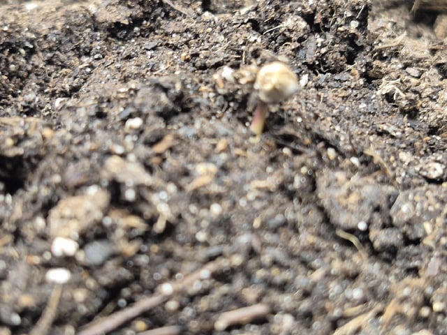 First Grow — seedling_rooting, day 1