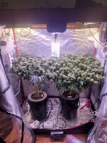 4th Grow — flower, day 3