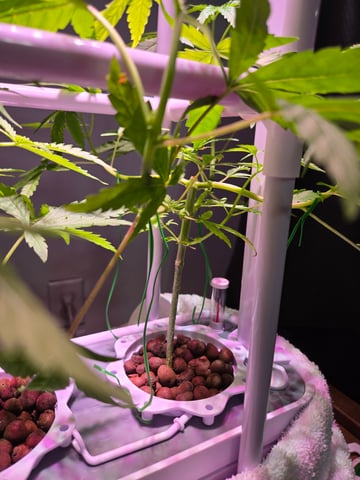 1st Grow — flower, day 37