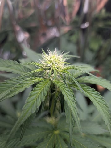 Mendo Frost / Gorilla Cookie / Banana Purple Punch  — flower, day 38