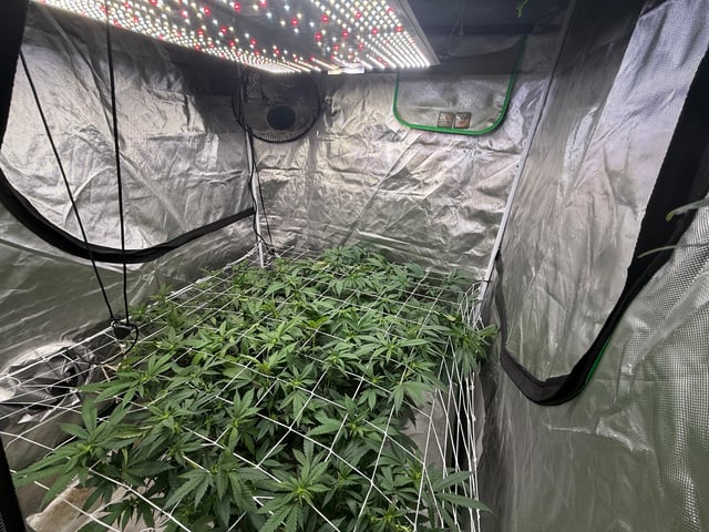 Green Gelato — flower, day 64