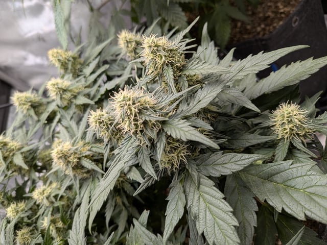 Grow Tent Starts — flower, day 80