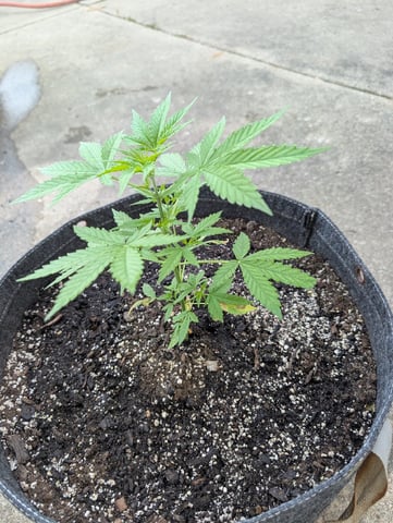 Gorilla Cookies Auto