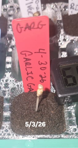 Garlic Gas - Fem Photo — germination, day 4