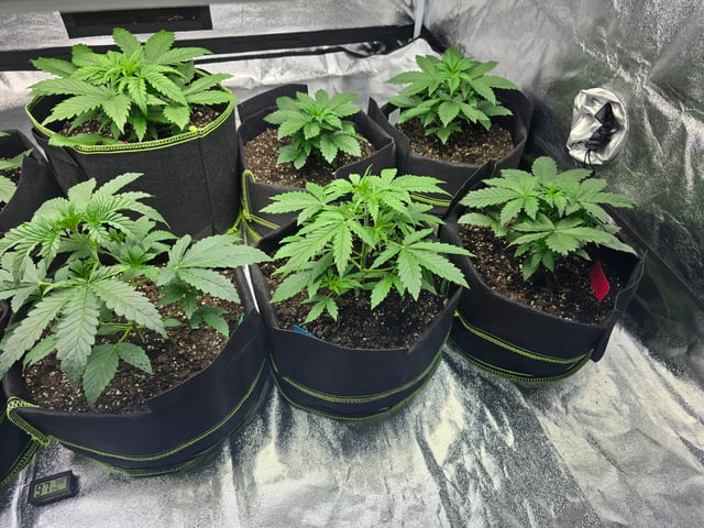 2nd Autoflower Indoor Grow — vegetative, day 23