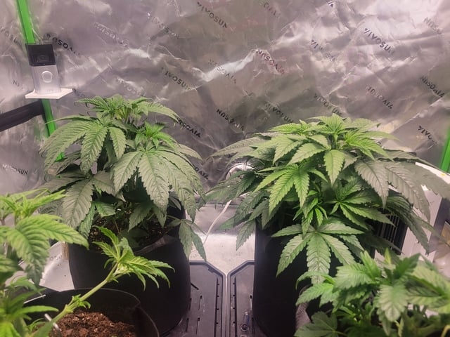 oreo blizzard — vegetative, day 16