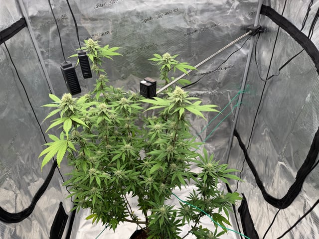  Apple fritter  Clones round two — flower, day 198