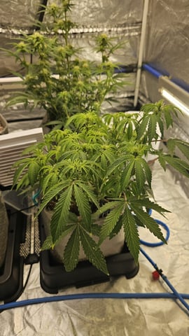 Autos For The Rest Of Winter 🔥🔥😉 — germination, day 12