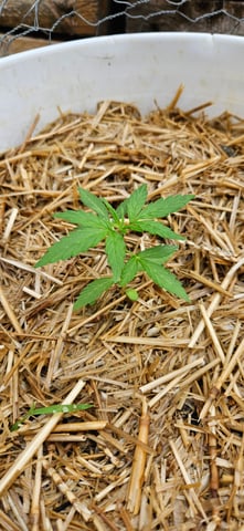 girl scout cookies (auto) — vegetative, day 22