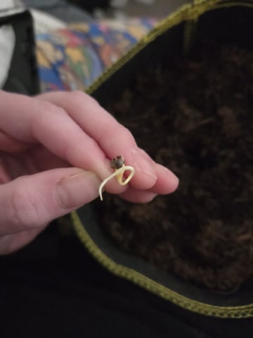 Ripley OG — seedling_rooting, day 2