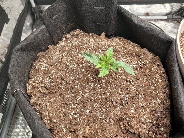 9lbhammer feminized  — vegetative, day 12