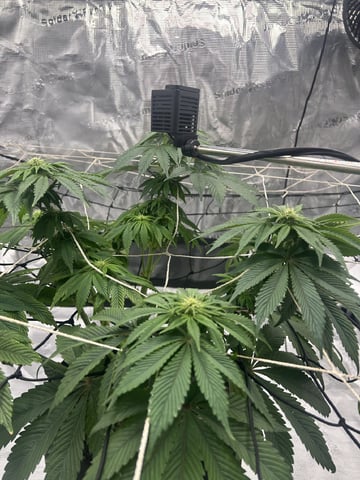 2025-26 harvest INDOOR — flower, day 104