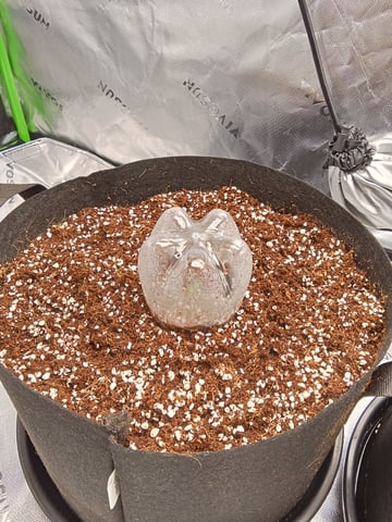 Lemon Cherry Cookies Auto 