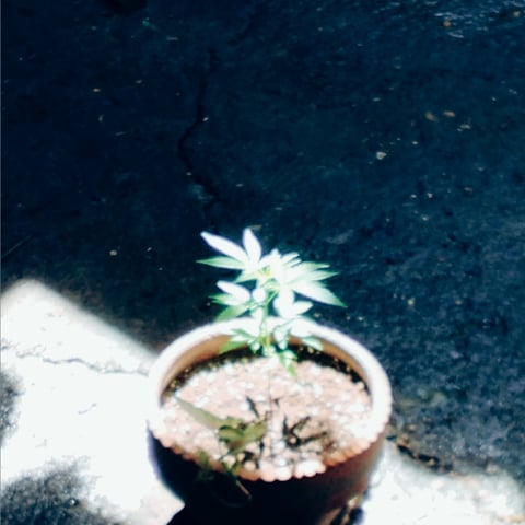 nilo growth — vegetative, day 37