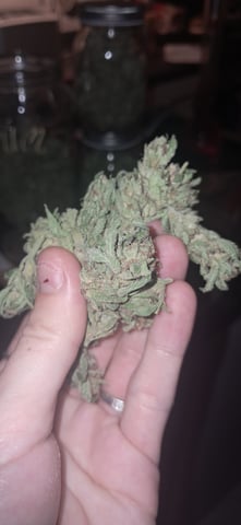 1st grow (green house)(natural) — done, day 161