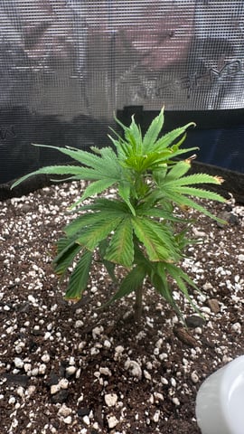 First photo from clone  — vegetative, day 1