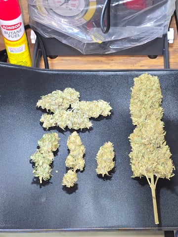 Homegrown - 🍒 🥧 & GSC Auto, 🚀 Seeds 🍌 Buttercups 