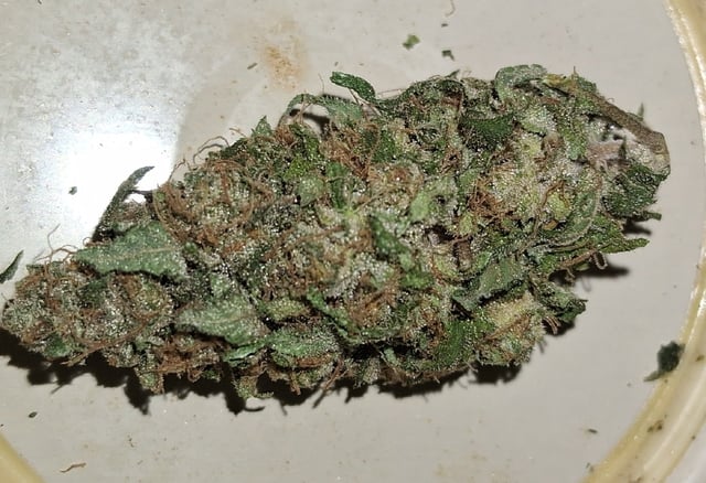 S&D  First Grow