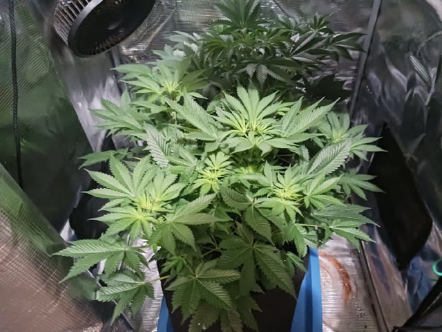 9lbhammer feminized  — flower, day 38