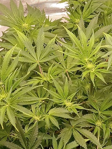 critical purple kush x peyote wifi  in the auto pot system tray 2 grow with added microhazian to the coco coir  — flower, day 70