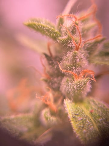 pineapple Express  — flower, day 30