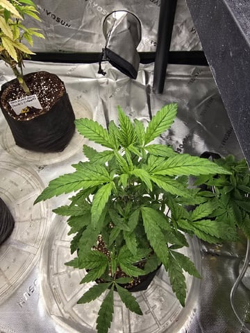 Oceanz 16 — vegetative, day 48