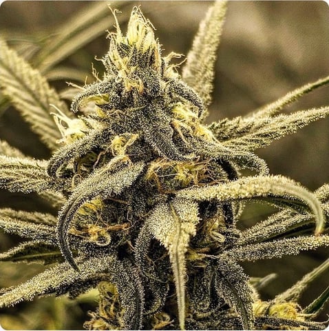 Dwc & Soil Run.  — flower, day 84