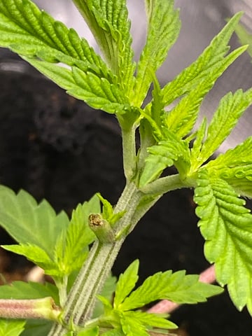 LiLBruh Cannabis — seedling_rooting, day 17