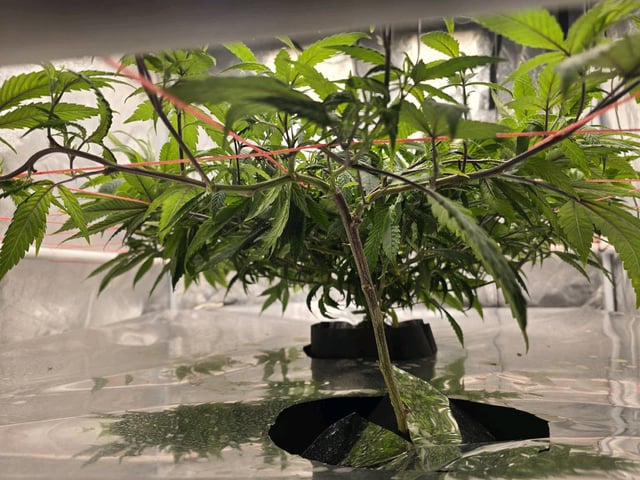 Platnium Jelly — vegetative, day 58