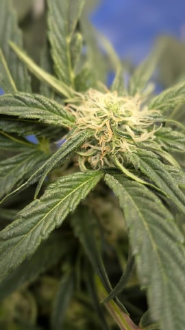 mephisto winter 2026 — flower, day 41