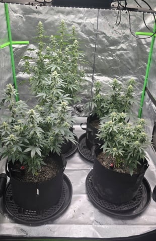SGC & GWS — flower, day 90